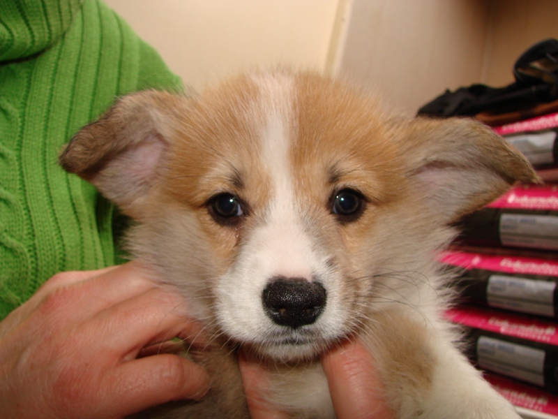 Puppies